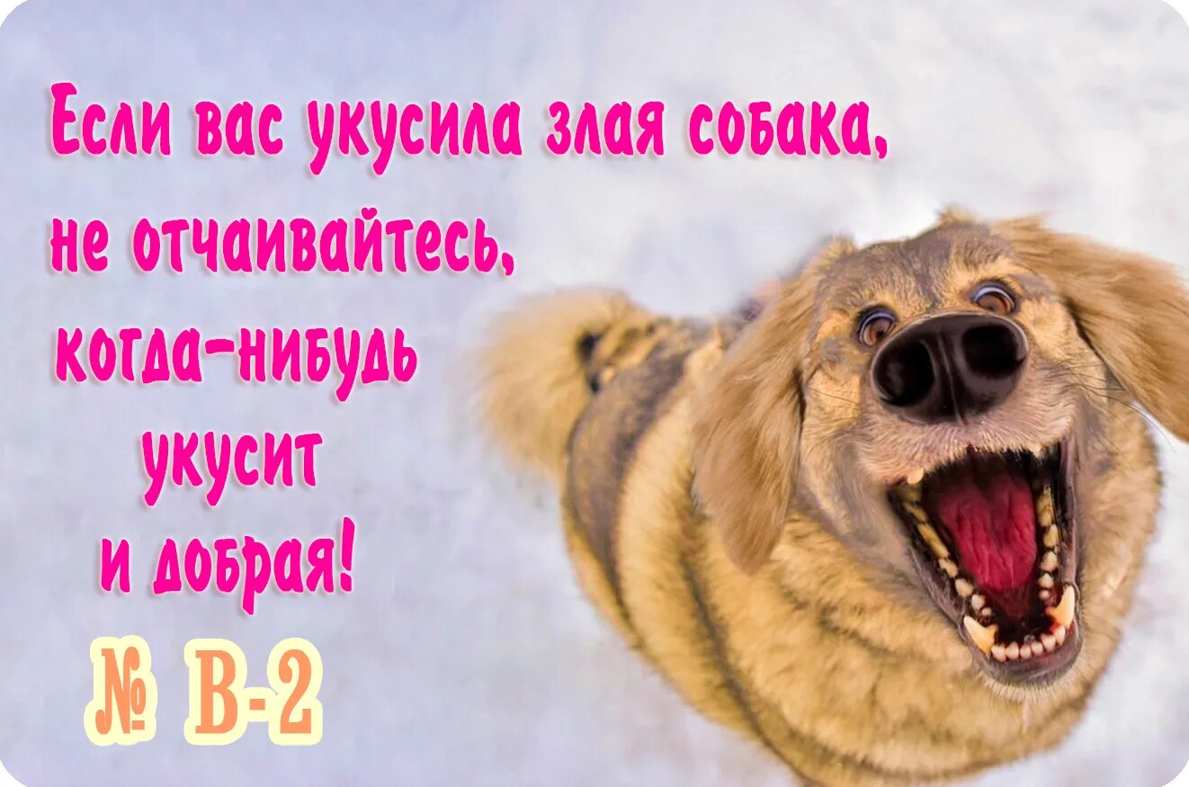 Если вас укусила злая. Завтра укусит добрая. Если вас укусила злая собака не.