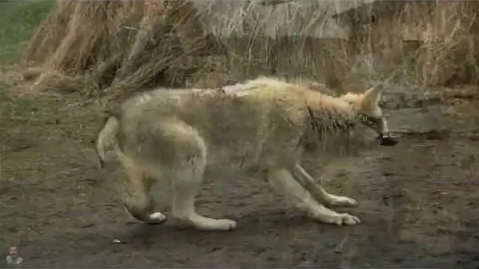 Волки ти. Песня волчицы вой. Слушать про волчицу. Клип с волками. Девушка с волком.