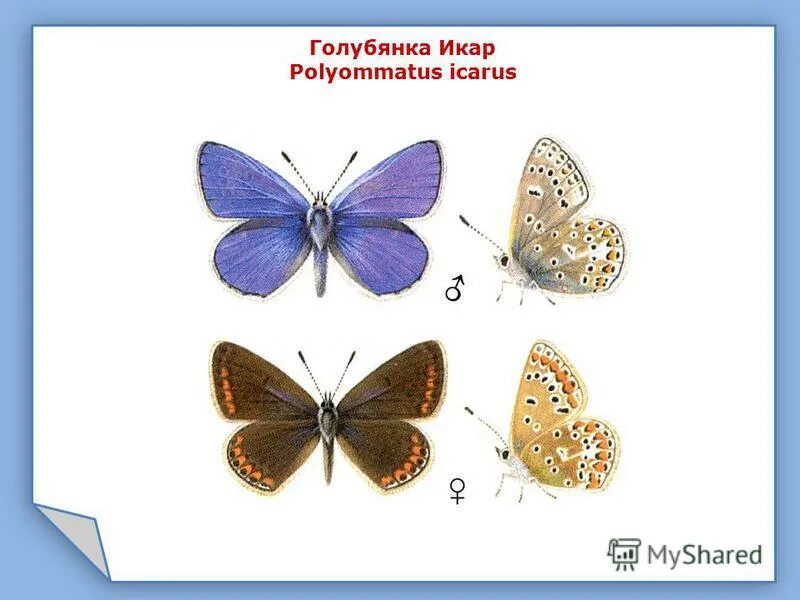 презентация бабочки 3 класс