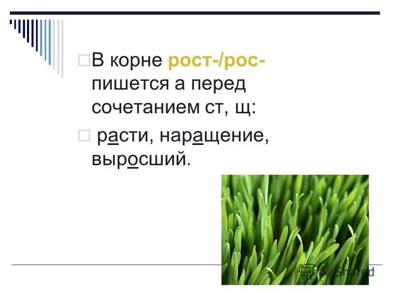 Почему пишем расти. Росса как пишется. Как пишется будет расти. Роса как пишется.