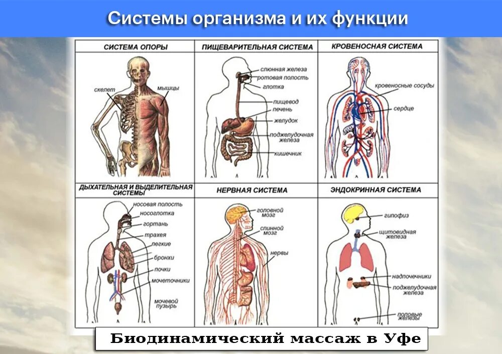 Системы органов организма человека. Системы органов челове. Системы организма и их функции. Системы органов человека и их функции. Взаимосвязь систем органов в организме человека