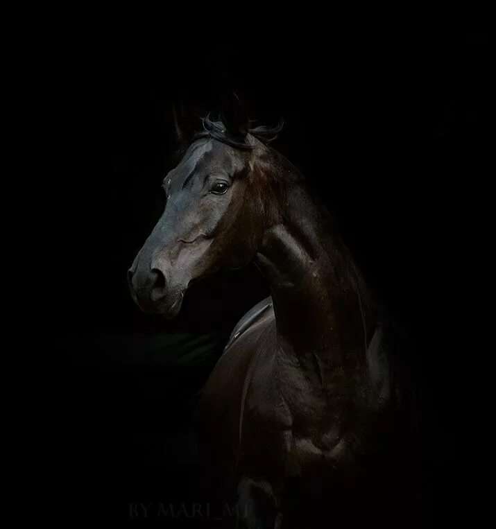 Лошадь в темноте. Конь ночью. Лошади Эстетика. Лошадь на темном фоне.