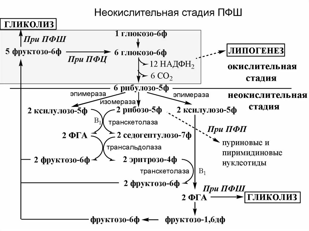 Какова роль триозофосфатов во взаимосвязи метаболизма триглицеридов