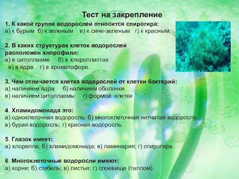 Какие водоросли образуют. Водоросли 5 класс биология. Водоросли биология презентация. Тема водоросли 5 класс биология. Водоросли конспект.