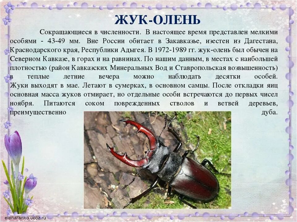 Занесли в красную книгу ставропольский край. Насекомые ставропольского края занесенные в красную книгу. насекомые красной книги краснодарского края. сообщение о насекомом жук олень красная книга. кавказский заповедник жук олень.