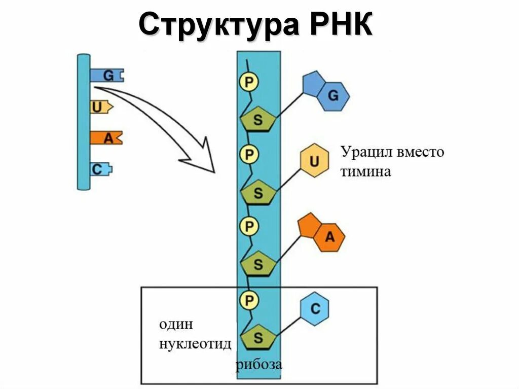 Строение РНК. Схема строения РНК. Структура молекулы РНК. Схема структуры РНК.