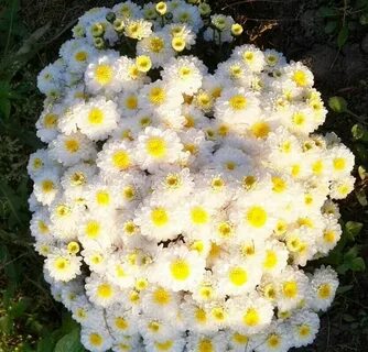 Хризантема эльф