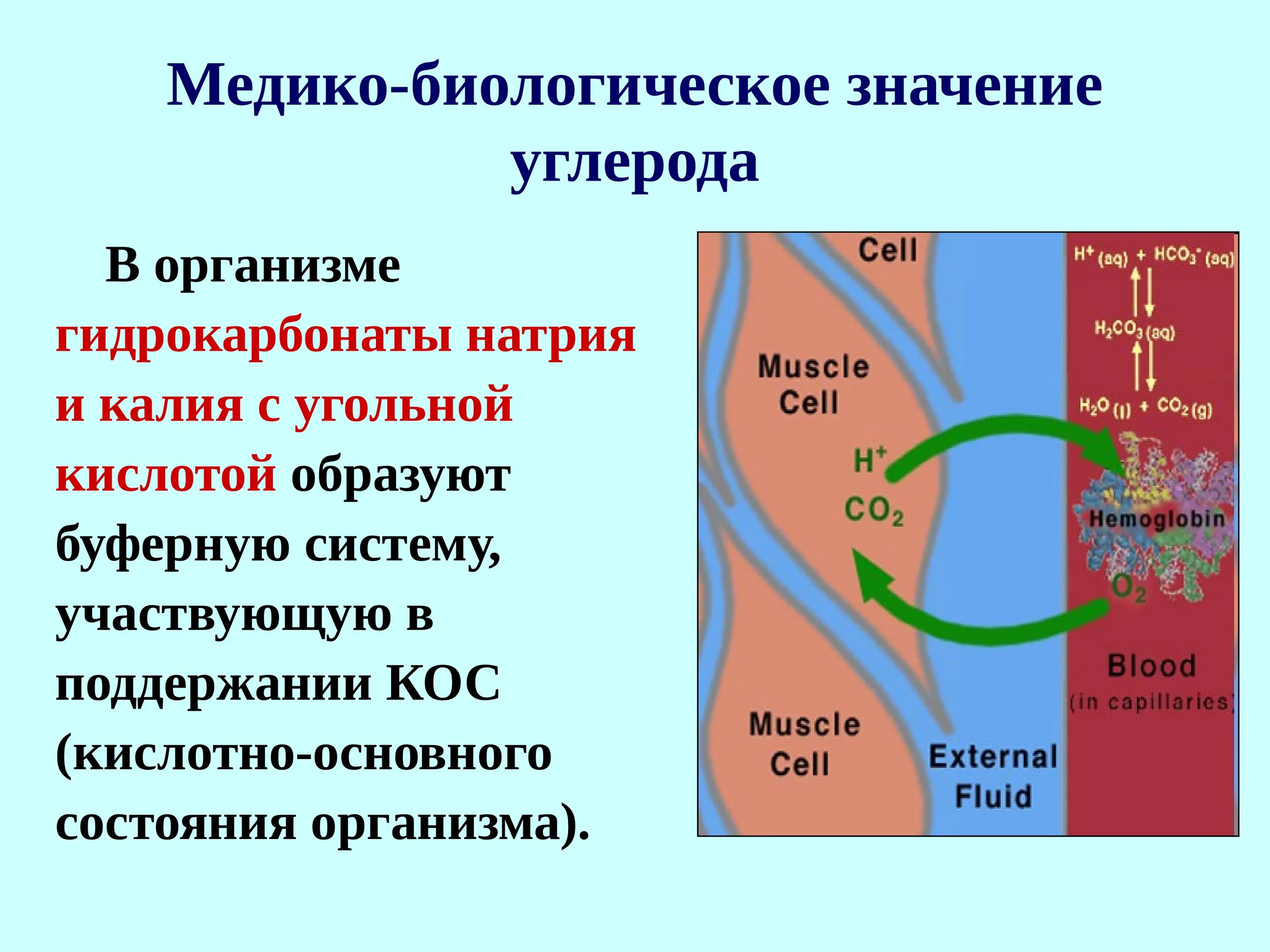 Соединения углерода в организме. Медико биологическое значение. Медико биологическое значение углерода. Биологическое значение углерода. Значение углерода в организме.