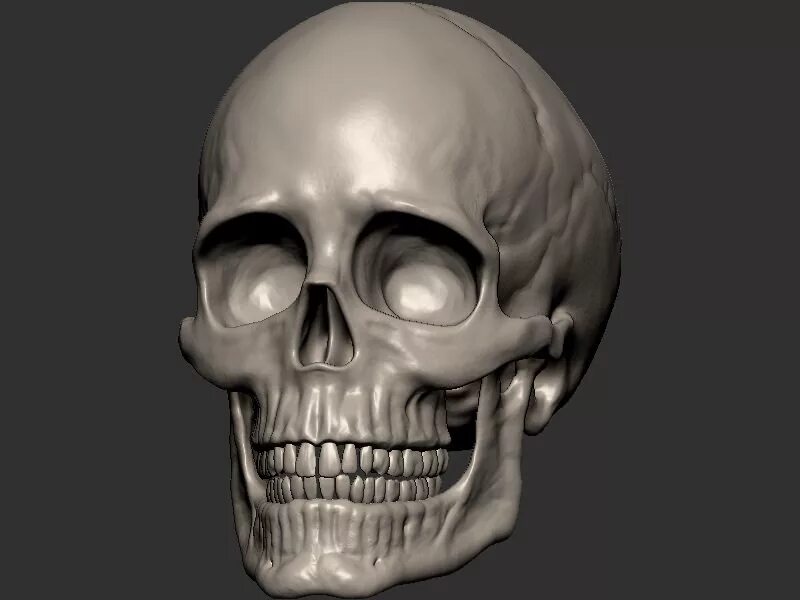 Skull model
