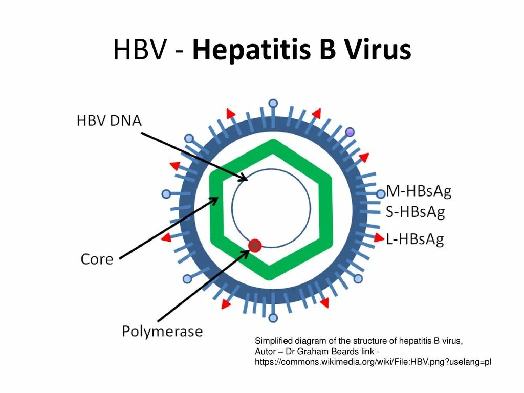 Hbv гепатит