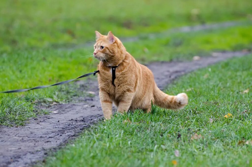 Прогулка кота. Рыжий кот на поводке. кошка на прогулке. поводок для кота. котик на улице на поводке.