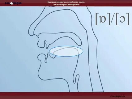 Английское положение языка