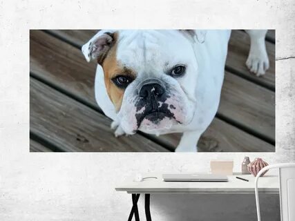 Bulldog dog