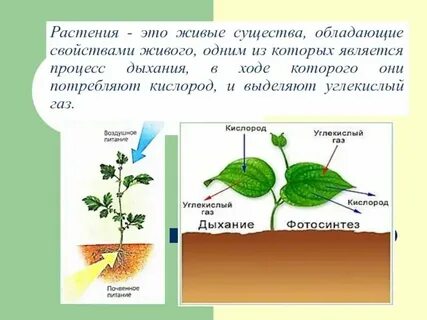 Газ выделяют зеленые растения