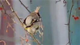 Свиристель (Bombycilla garrulus). Галерея фотографий.Птицы Сибири.