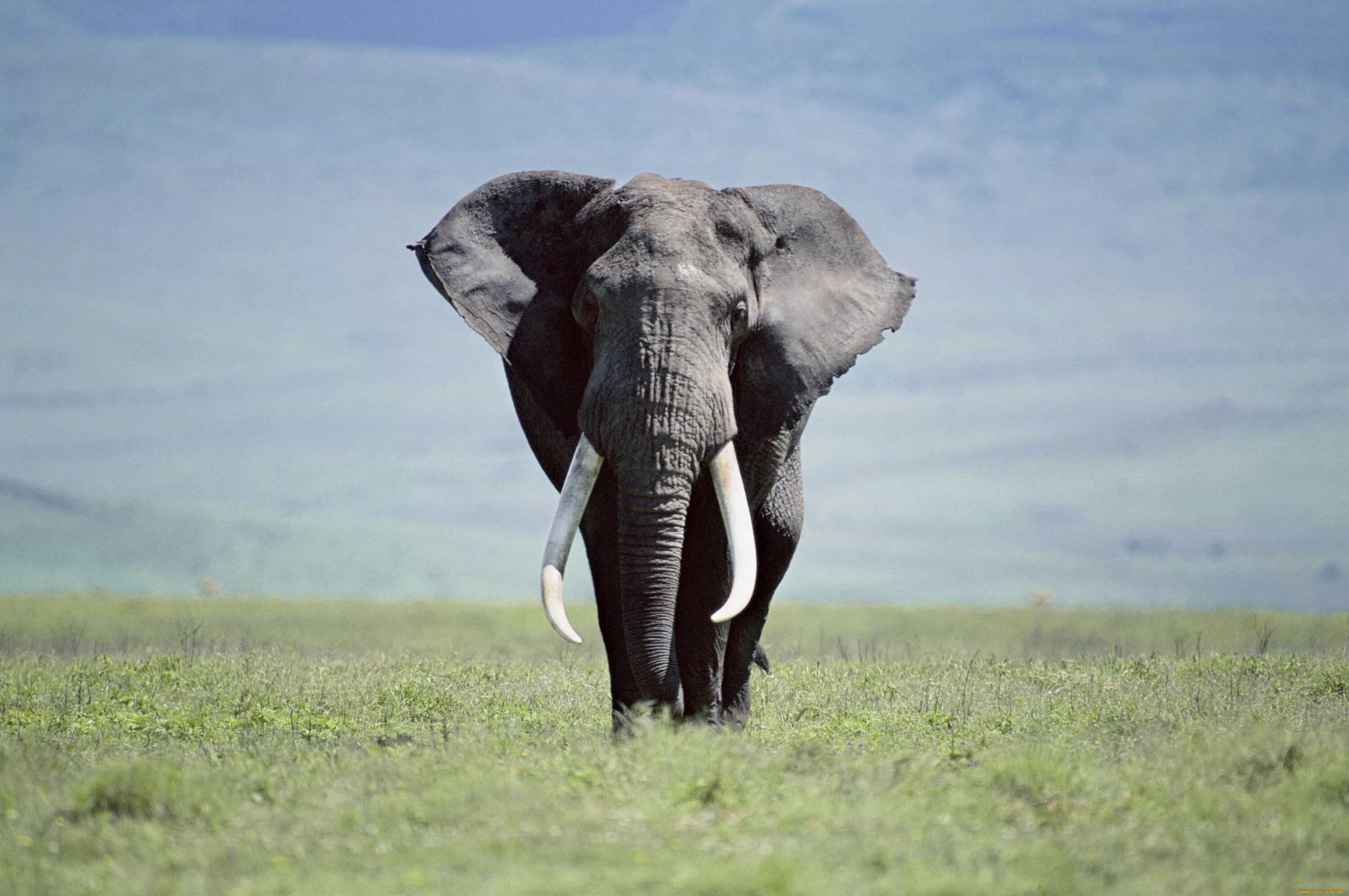 Слоны в саванне. Африканский саванный слон. Красивый слон. Африканский слон в саванне.