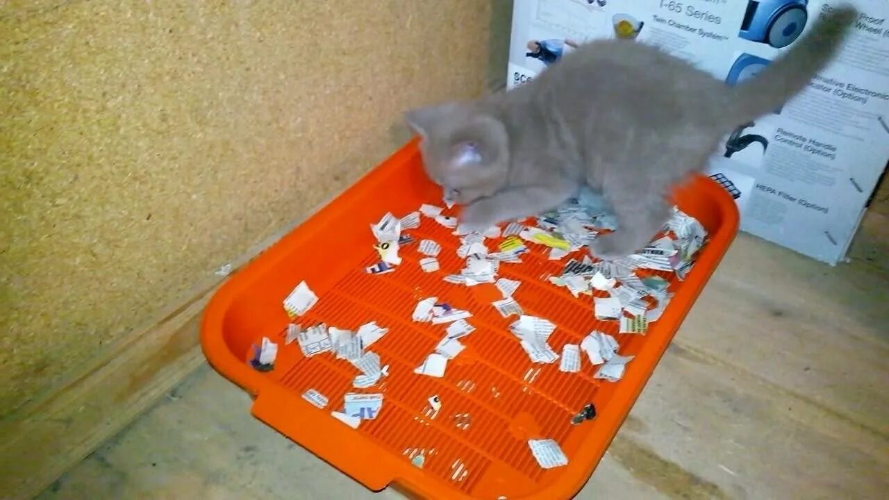 Можно ли кота приучить к лотку. Лоток для котенка 1 месяц. приучить котенка к лотку. просто котята приучаются к лотку. приучить кота к лотку быстро.