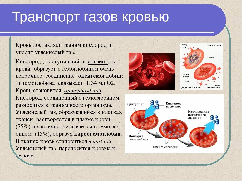 Транспорт газов кровью физиология. Транспорт дыхательных газов кровью. Формы переноса газов кровью.. Транспорт газов в крови осуществляется с помощью. Крови в легкой форме