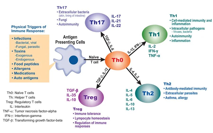 Т-хелперы th1 и th2. Схема th1 иммунного ответа. Th1 и th2 пути иммунного ответа. Th1 и th2 клетки.