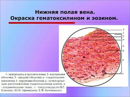 Вена препарат