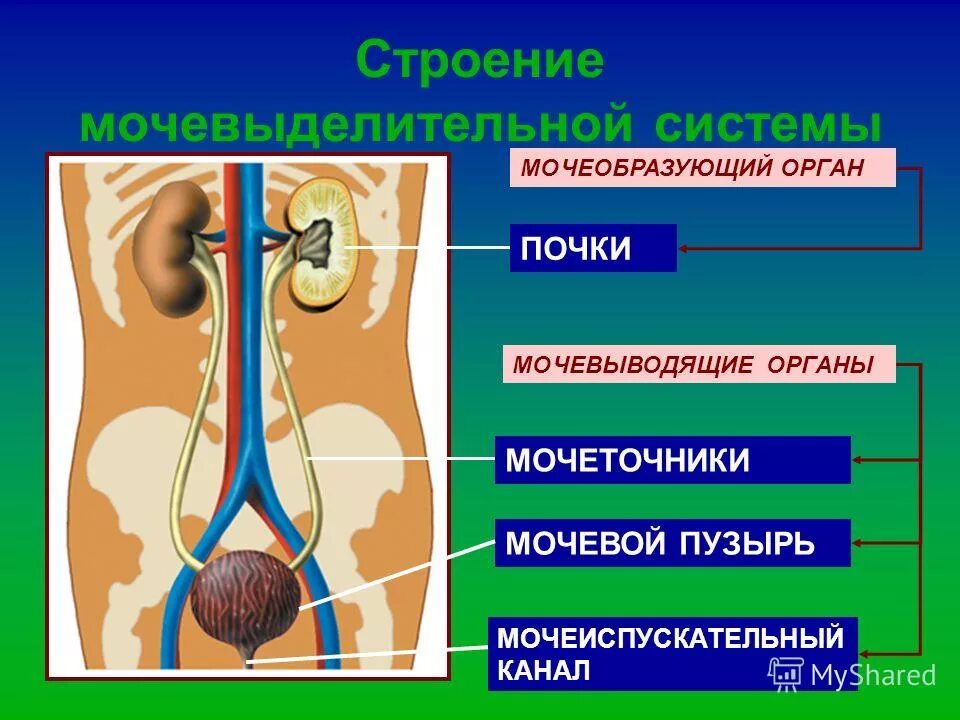 Тест мочевыделительная система 8 класс с ответами