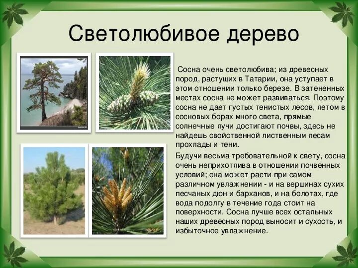 Светолюбивое хвойное дерево. Сосна кедровая в ландшафтном дизайне. Светолюбивое хвойное дерево. Сосна смолистая дерево. Сосна светолюбивая.