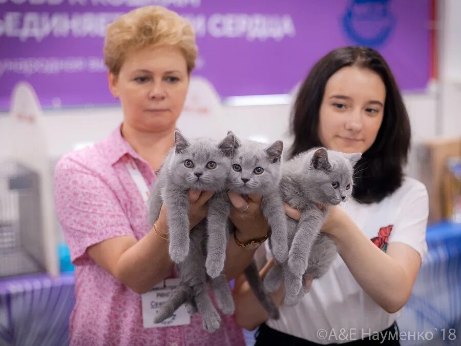 Купить кошку в москве. Кошарики шоу Сокольники 2020. Выставка котят "кошарики шоу. Кошарики шоу 2022 Сокольники. Кошарики шоу ВДНХ.