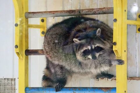 Зоопарк мамайка санаторий октябрьский