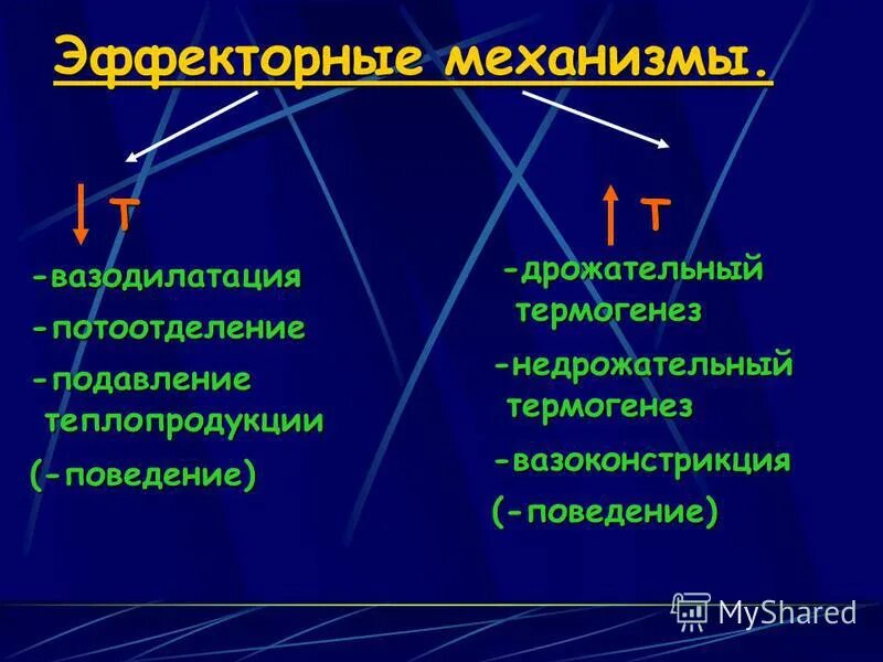 Вазодилятация. Механизмы теплопродукции. Механизмы теплопродукции физиология. Недрожательный термогенез. Механизмы регуляции температуры тела.