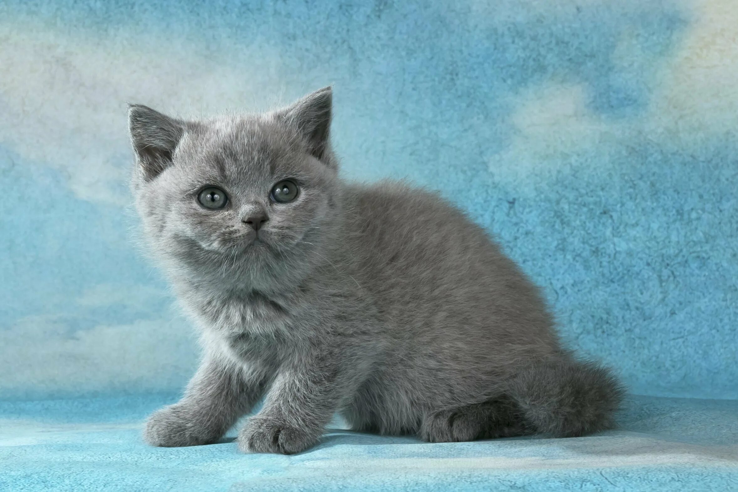 Британские короткошерстные котята. Котята британцы москва. Кот британец кремовый. Котенок британец питомник. Котята британцы москва.