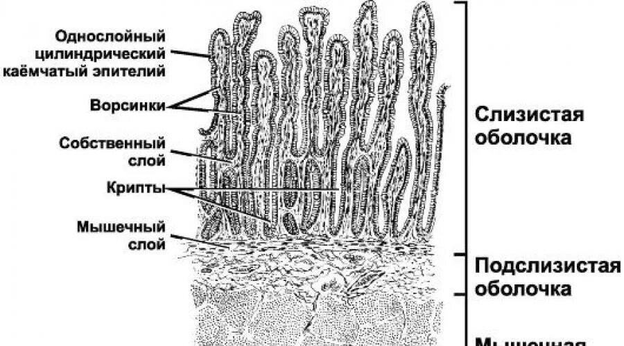 Вырост слизистой оболочки. Строение ворсинки тонкого кишечника гистология. Стенка тонкой кишки гистология. Схема строения подвздошной кишки гистология. Строение стенки тонкого кишечника гистология.