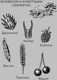 Семя человека и животных