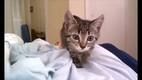 Гифка смотрит в камеру