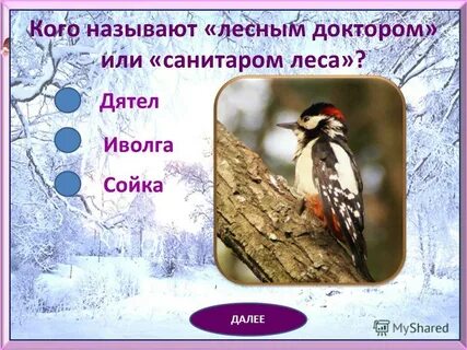 Дятла называют лесным доктором потому что