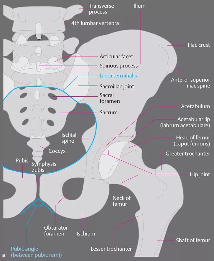 ренгеноанатомия кости таза. таз рентген анатомия. таз рентген анатомия. рентгенанатомиякостен таза. таз рентген анатомия.
