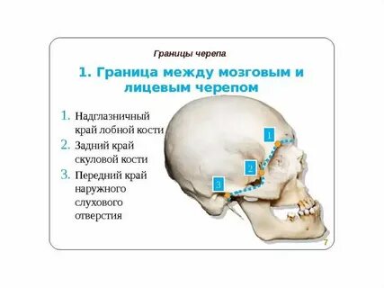 Границы черепа