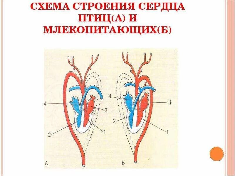 Какая кровь в сердце у млекопитающих. Схема сердца млекопитающих. Эволюция кровеносной системы. Строение сердца млекопитающих. Строение кровеносной системы млекопитающих.