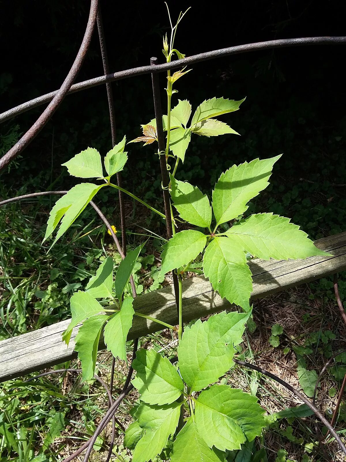 Как избавиться от дикого винограда. Виноград девичий (Parthenocissus inserta) Parthenocissus inserta. Виноград девичий inserta. Девичий виноград пятилисточковый усики. Девичий виноград пятилисточковый размножение.