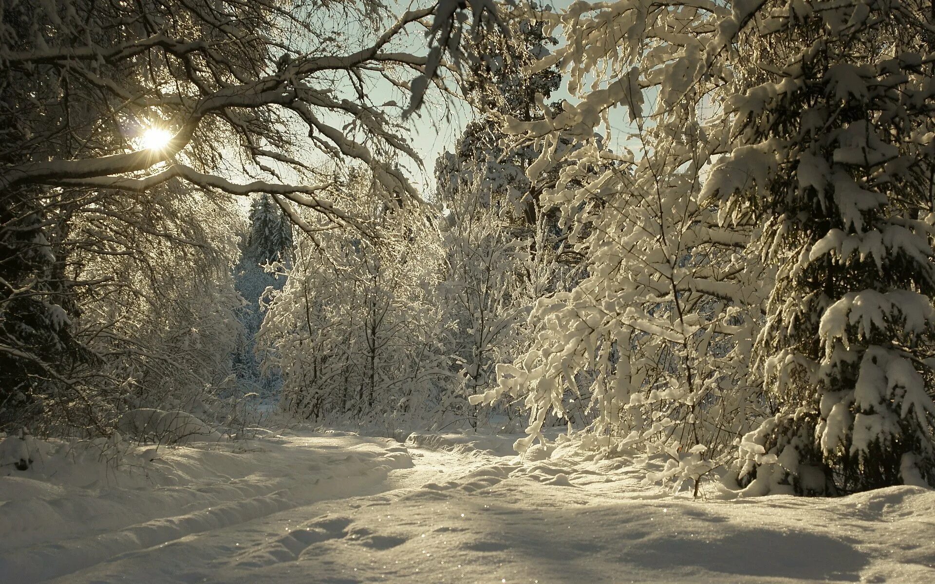 Зимний лес зимой. Зимний лес. Зимой в лесу. Сказочный зимний лес. Тропинка в зимнем лесу.