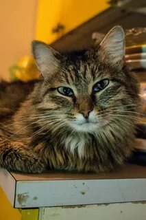 Кот домашний телефон