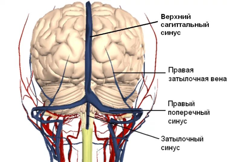 Вены головного мозга. Верхний Сагиттальный синус головного мозга. Поперечный синус головного мозга. Сагиттальный синус Вена. Венозные синусы головного мозга схема.
