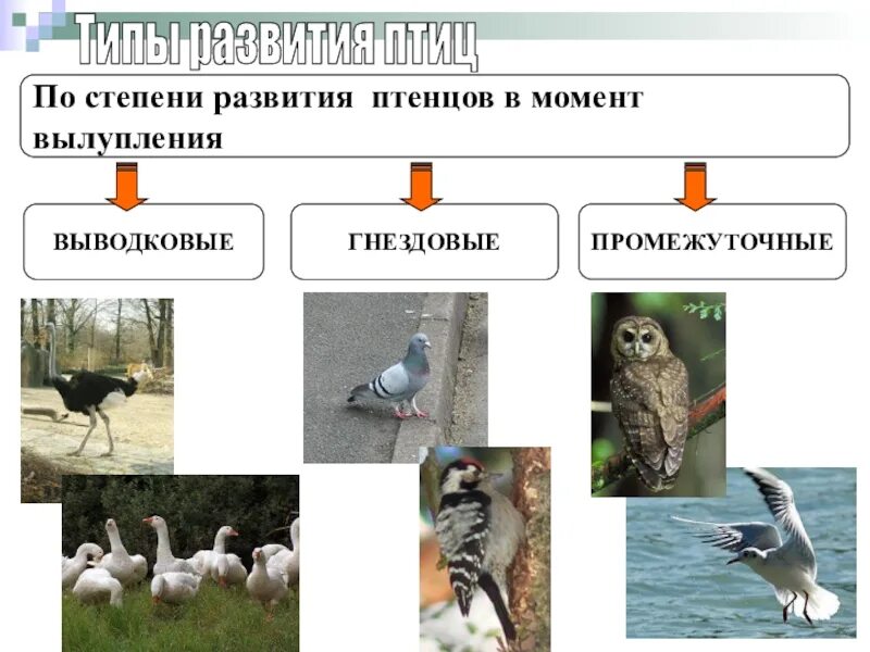 Тип развития у птиц. Типы развития птиц. типы развития птенцов. выводковый тип развития птенцов. типы птенцов у птиц.
