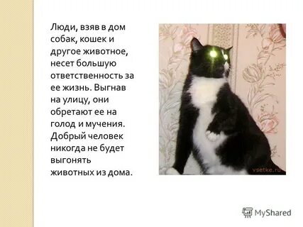 История жизни кота