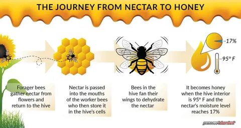The sun in the east bees honey