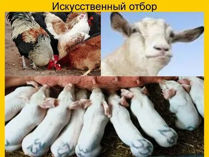 Искусственный отбор осуществляется