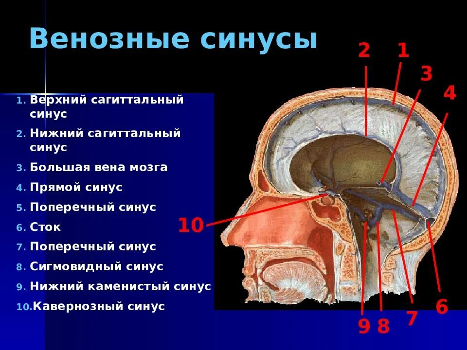 Внутренняя оболочка вен латынь. Венозный Нижний Каменистый синус. Пещеристый синус твердой мозговой. Венозные пазухи твердой мозговой. Оболочки мозга верхний Сагиттальный синус.