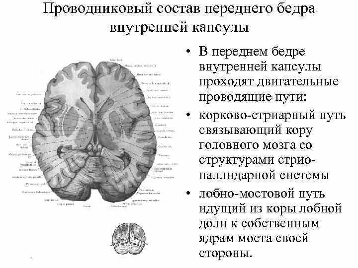 Строение базальных ядер мрт. Серое вещество головного мозга (базальные ядра). Конечный мозг. Базальные ядра. Внутренняя капсула.. Внутренняя капсула и базальные ядра схема. Изменение в базальных отделах