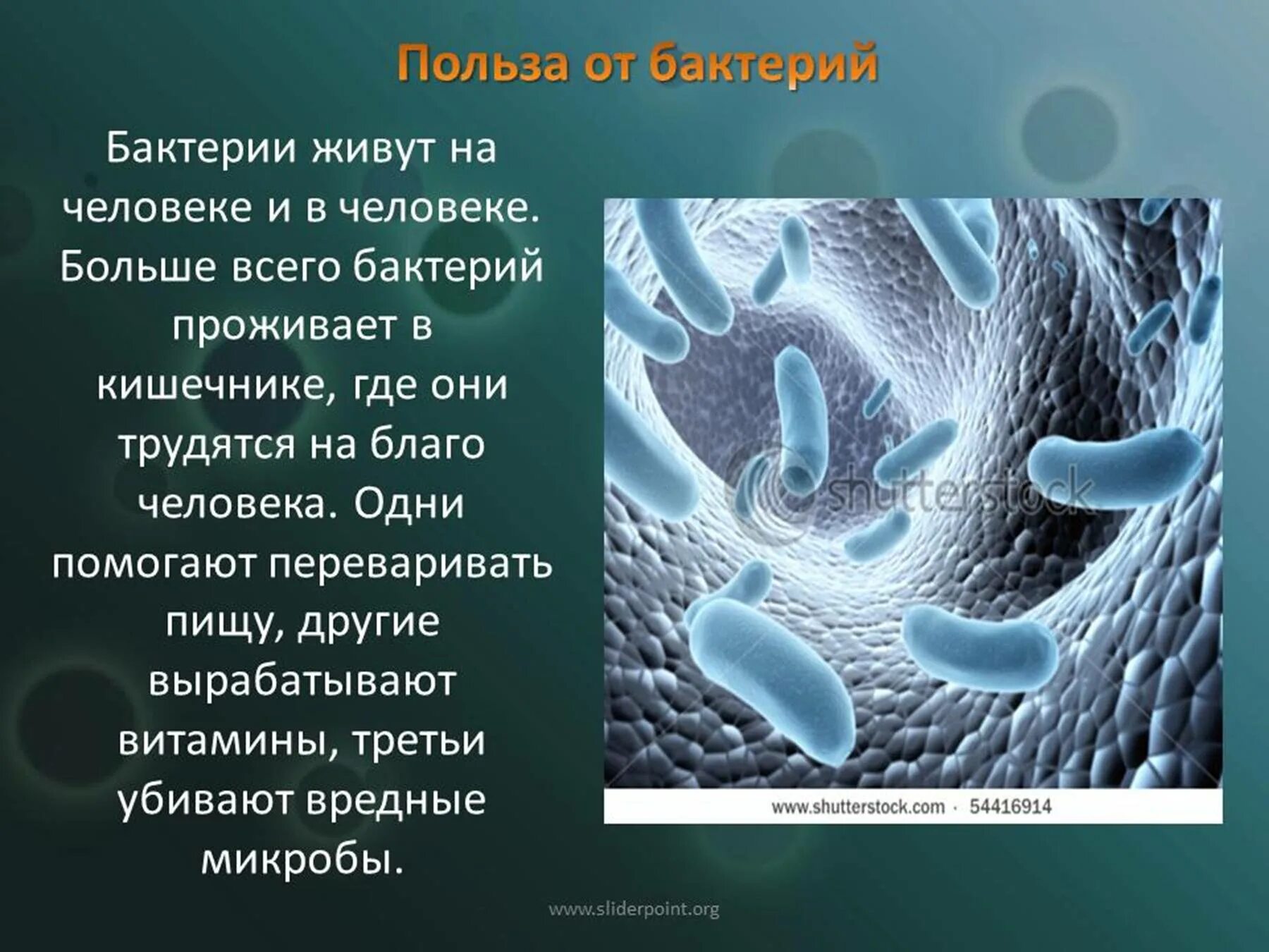 Польза живых организмов. Доклад о бактериях. Доклад по биологии бактерии. Презентация на тему бактерии. Сообщение о полезных бактериях.