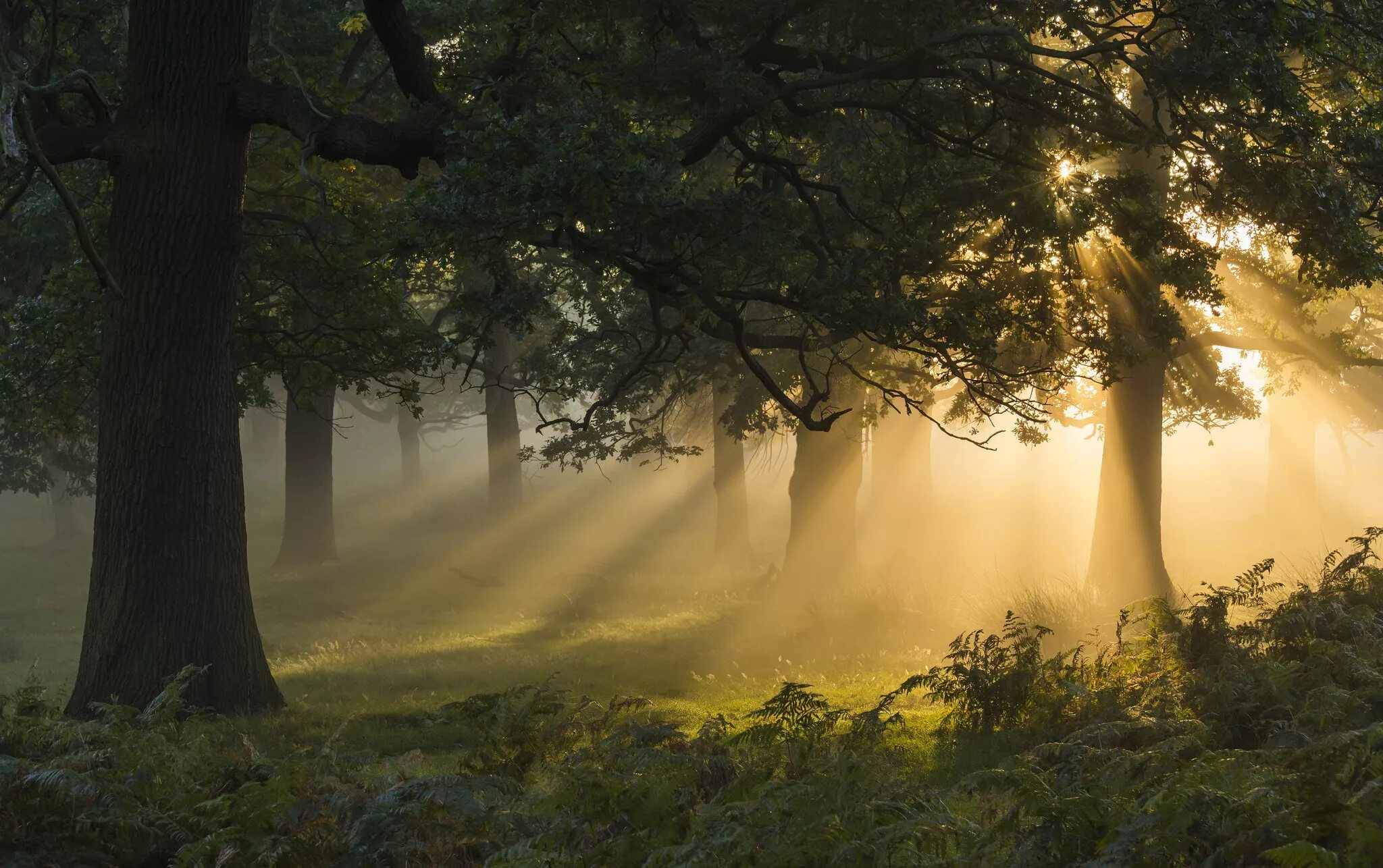 Лес туман лето. Утренний лес. "Солнце в лесу". Утренний туман в лесу. Лучи солнца в лесу.