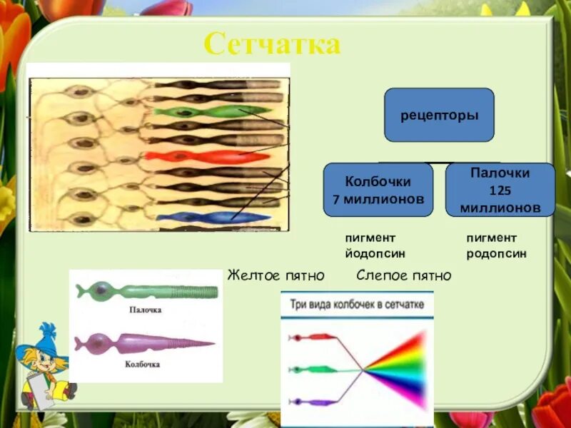 Палочки и колбочки пигмент родопсин. Йодопсин палочках и колбочках. Палочки содержат зрительный пигмент родопсин. Зрительные пигменты палочек и колбочек. Сетчатка родопсин палочка